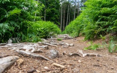 Cybersecurity diagram showing Unpatched Vulnerabilities 101: identifying exploit paths and fixing root causes, Pexels style.